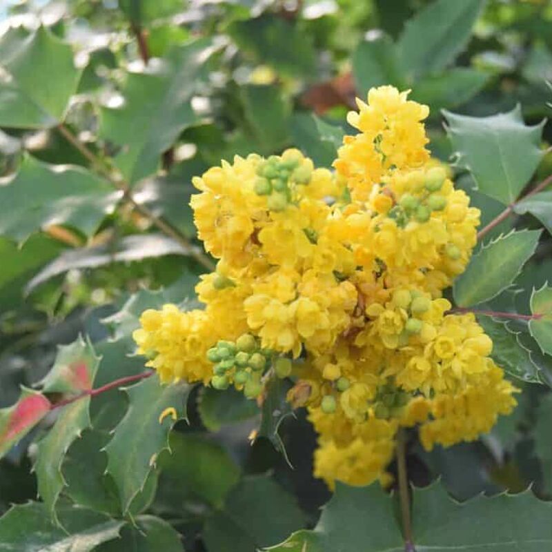 Mahonia aquifolium 30-40 cm